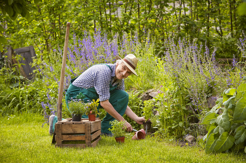 tuinplanten